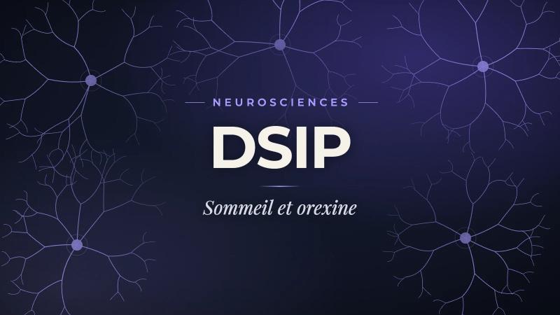 Peptides et sommeil en recherche : DSIP, orexine et modulation de l'axe hypothalamique
